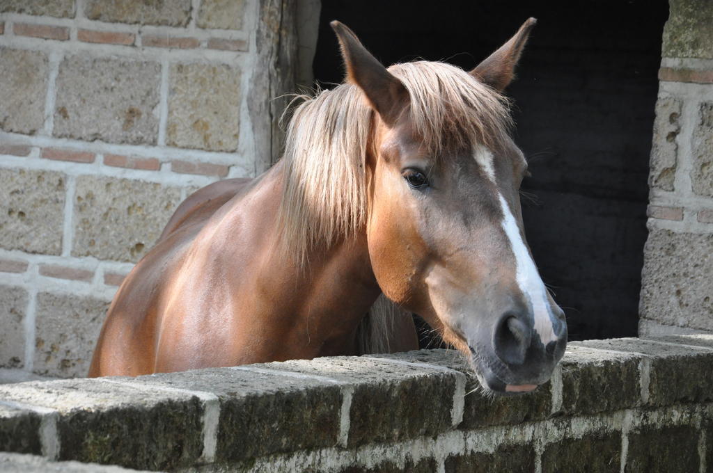 Agriturismo Ricciardelli Willa Contrada  Zewnętrze zdjęcie