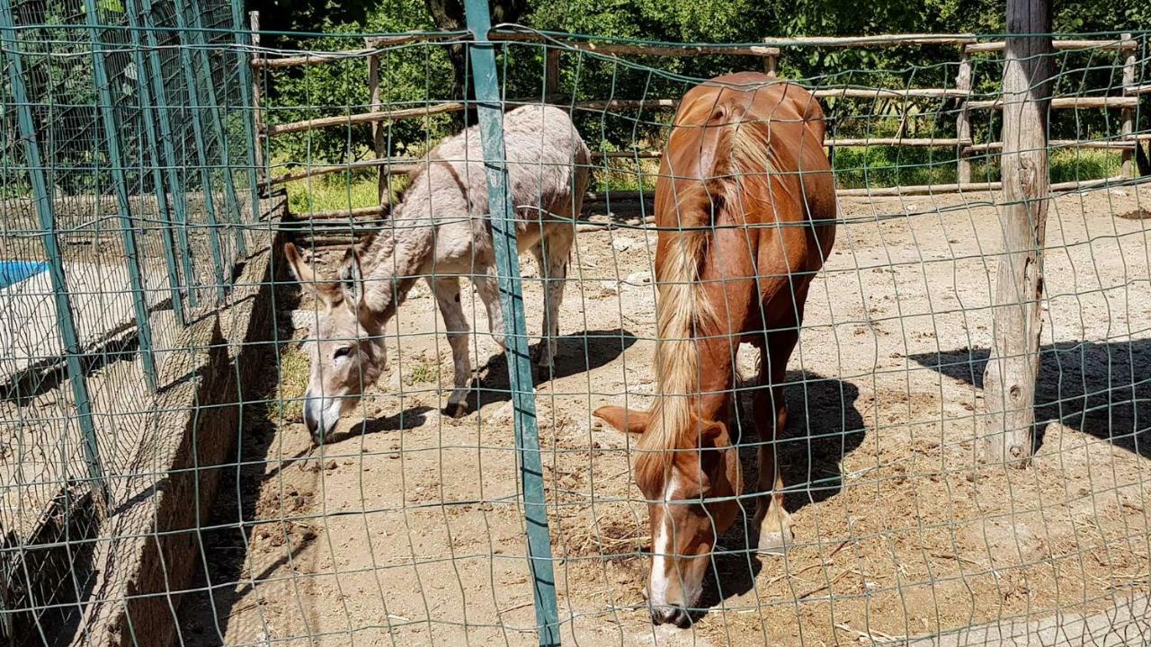 Agriturismo Ricciardelli Willa Contrada  Zewnętrze zdjęcie