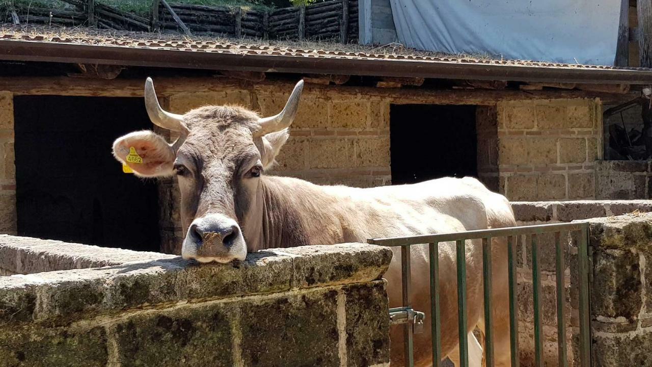 Agriturismo Ricciardelli Willa Contrada  Zewnętrze zdjęcie